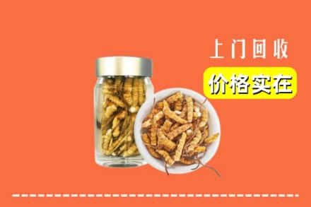 诚信求购:凉山喜德县高价回收散虫草